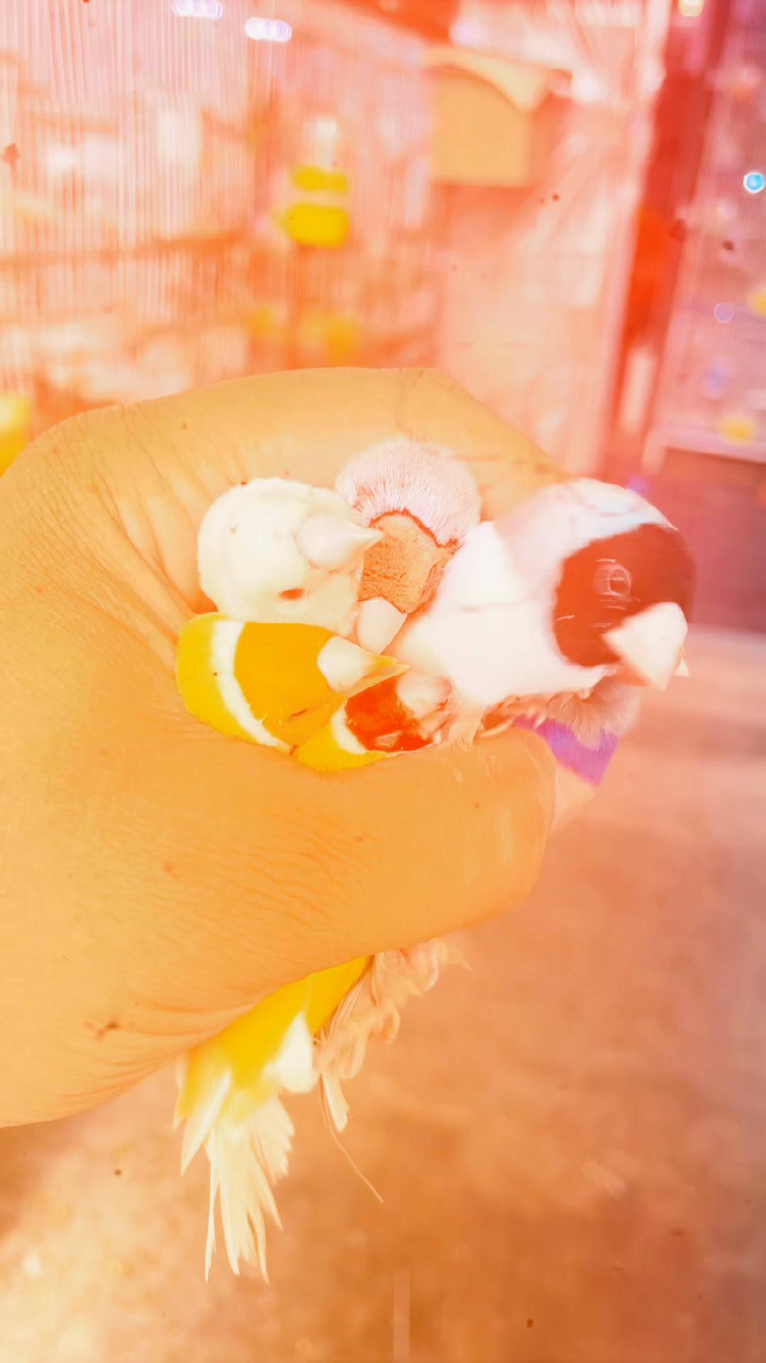 @Lala Aviary