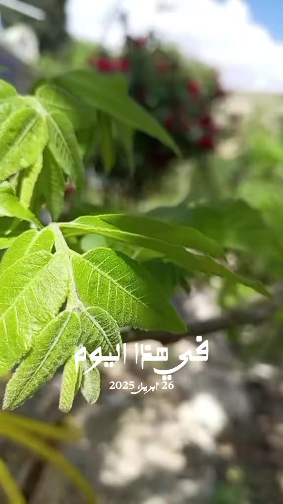 @انعام بنت منذر