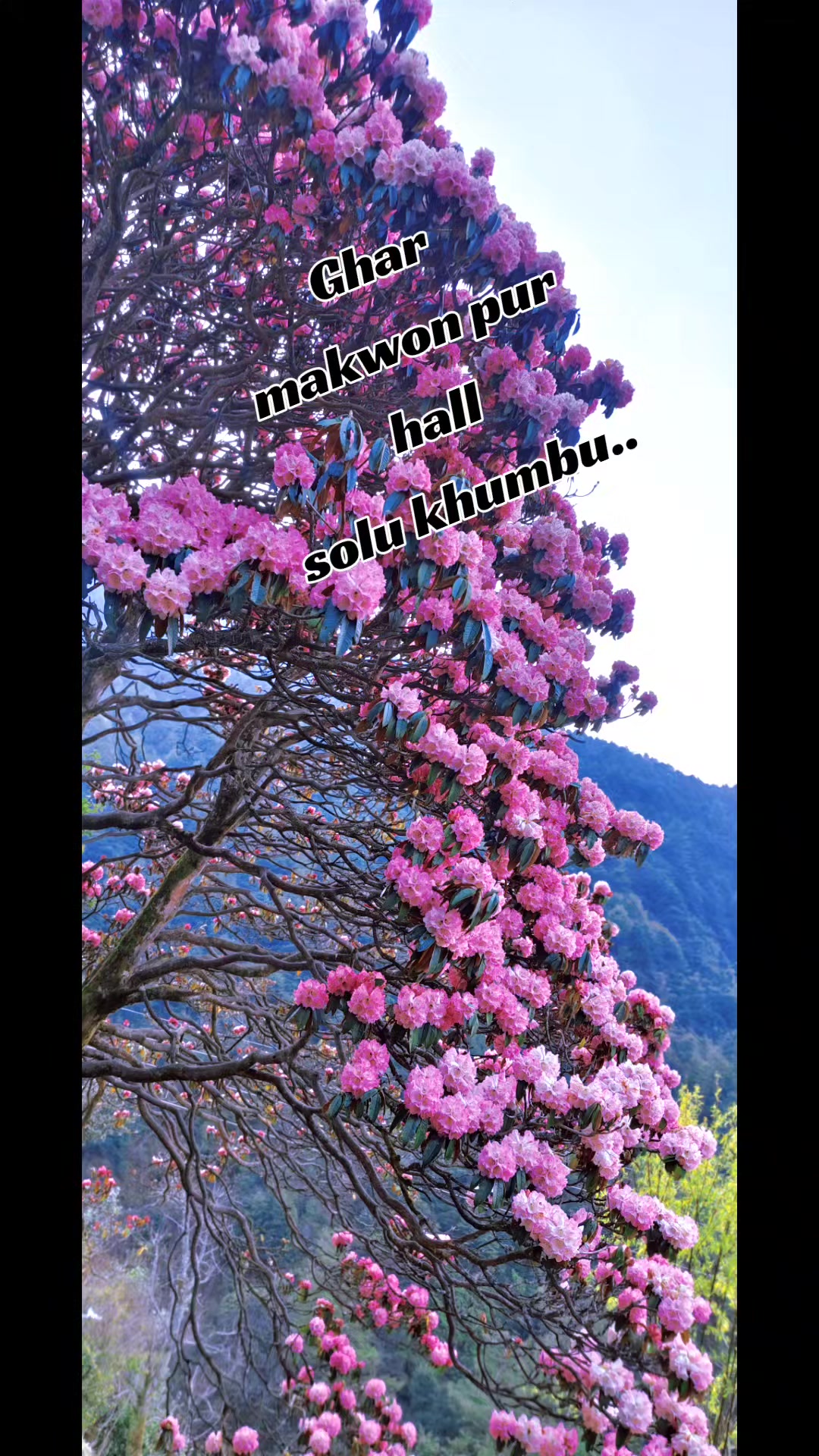 @simal tare k...
