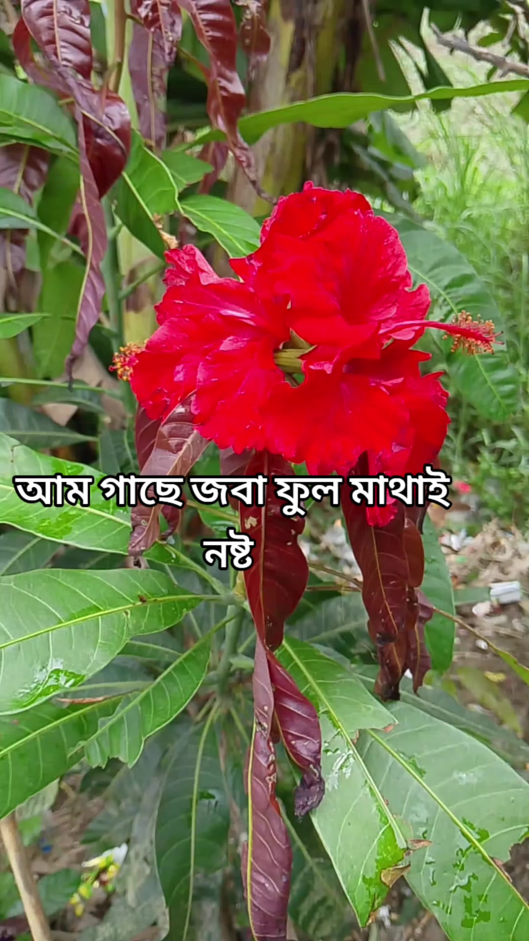 @Sakib khan