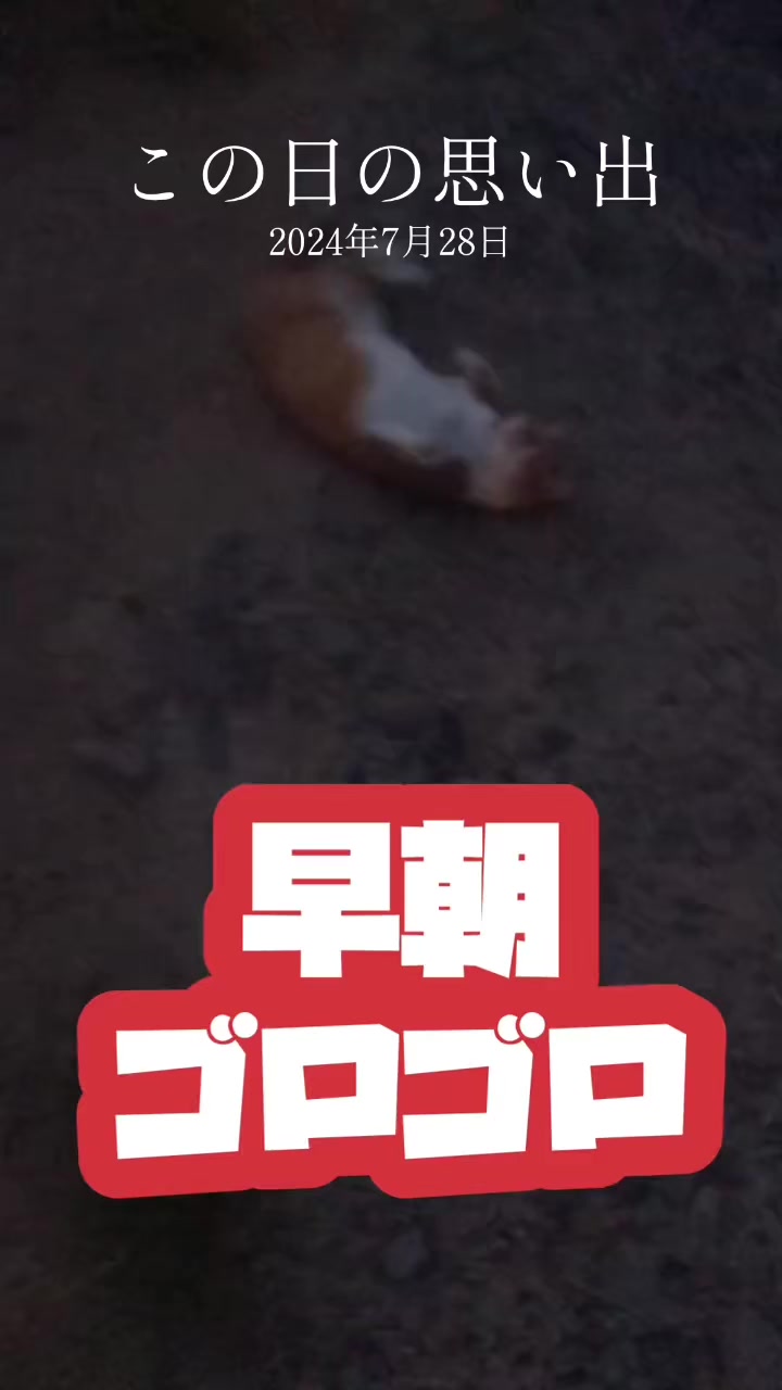 @藤原 政宗　動物好き❤️飛行機好き❤️