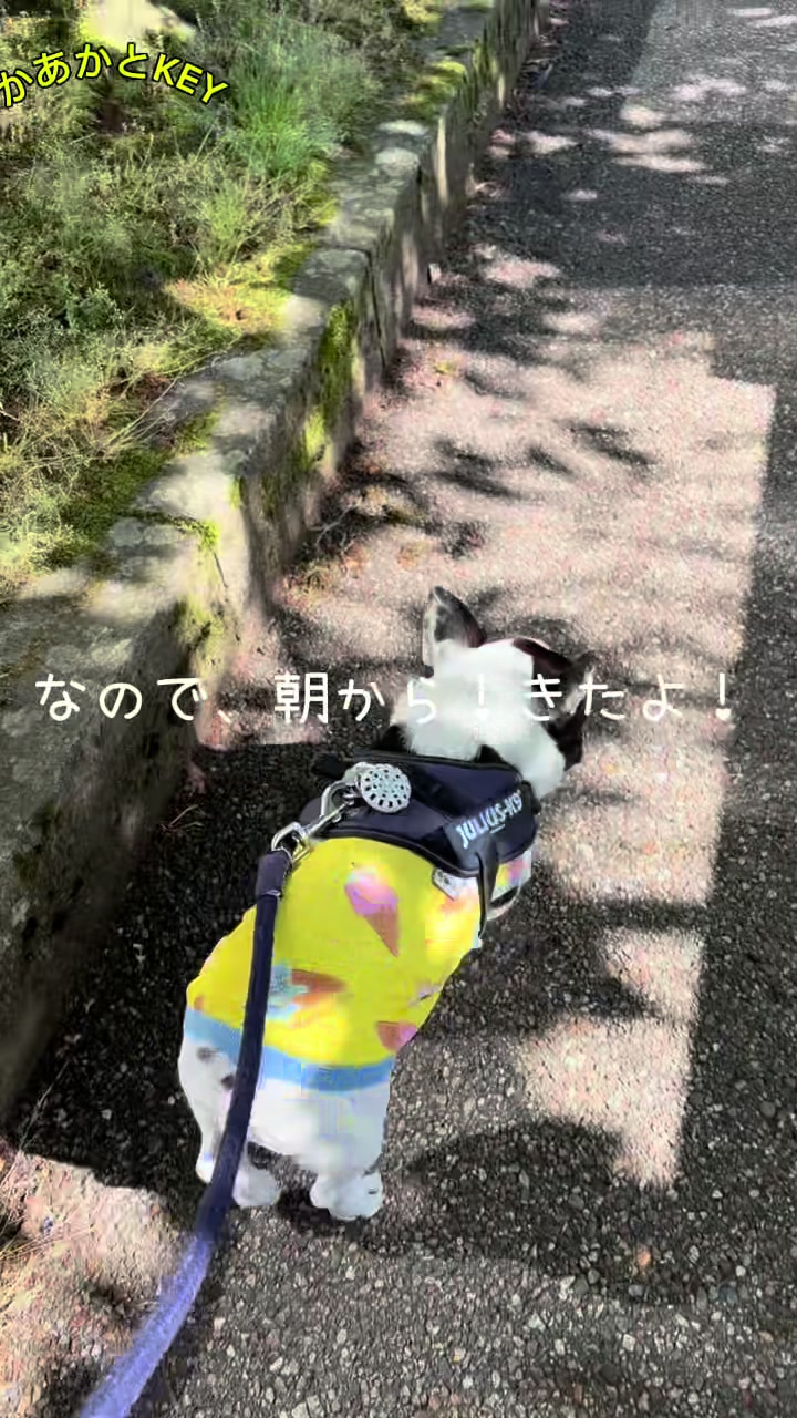 @かあかとKEY フレンチブルドックの日常