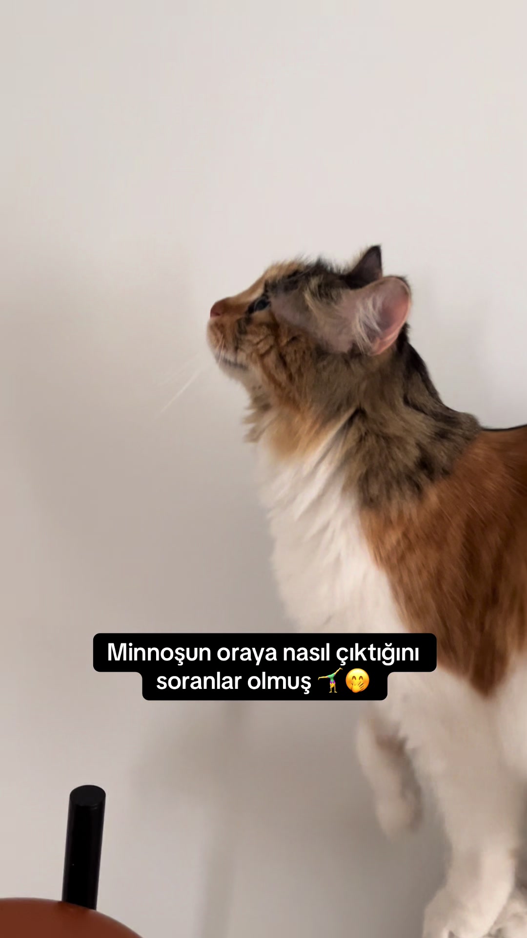@konusankediminnos
