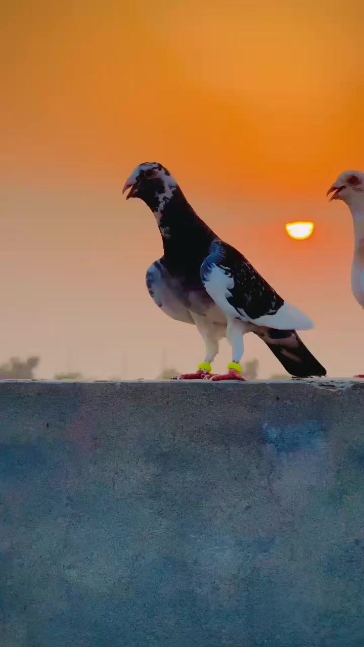 @عدیل رحمن لیہ وال کبوتر باز