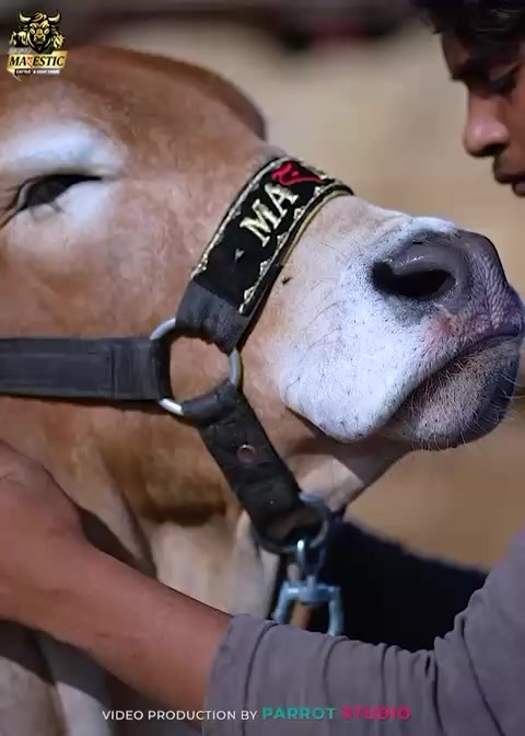 @MAJESTIC CATTLE & GOAT FARM