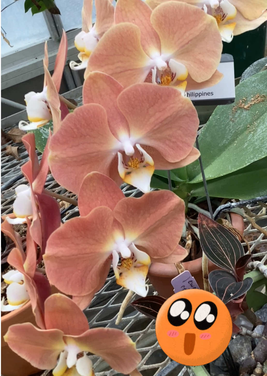 @bsu greenhouse