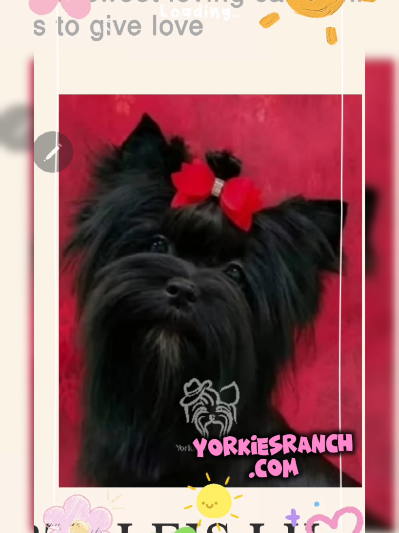 @yorkiesranch com