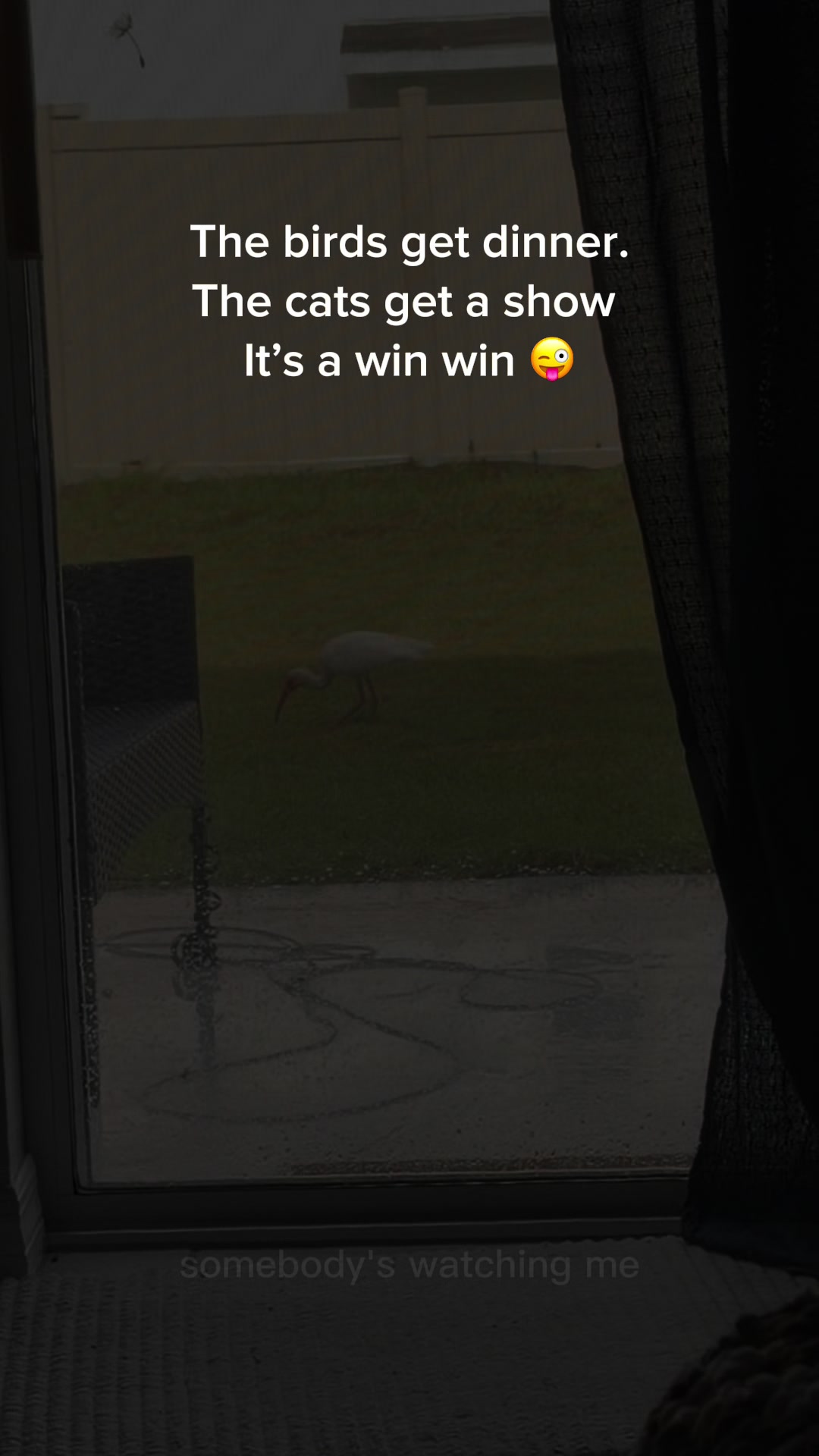 @willowinbloomwellness
