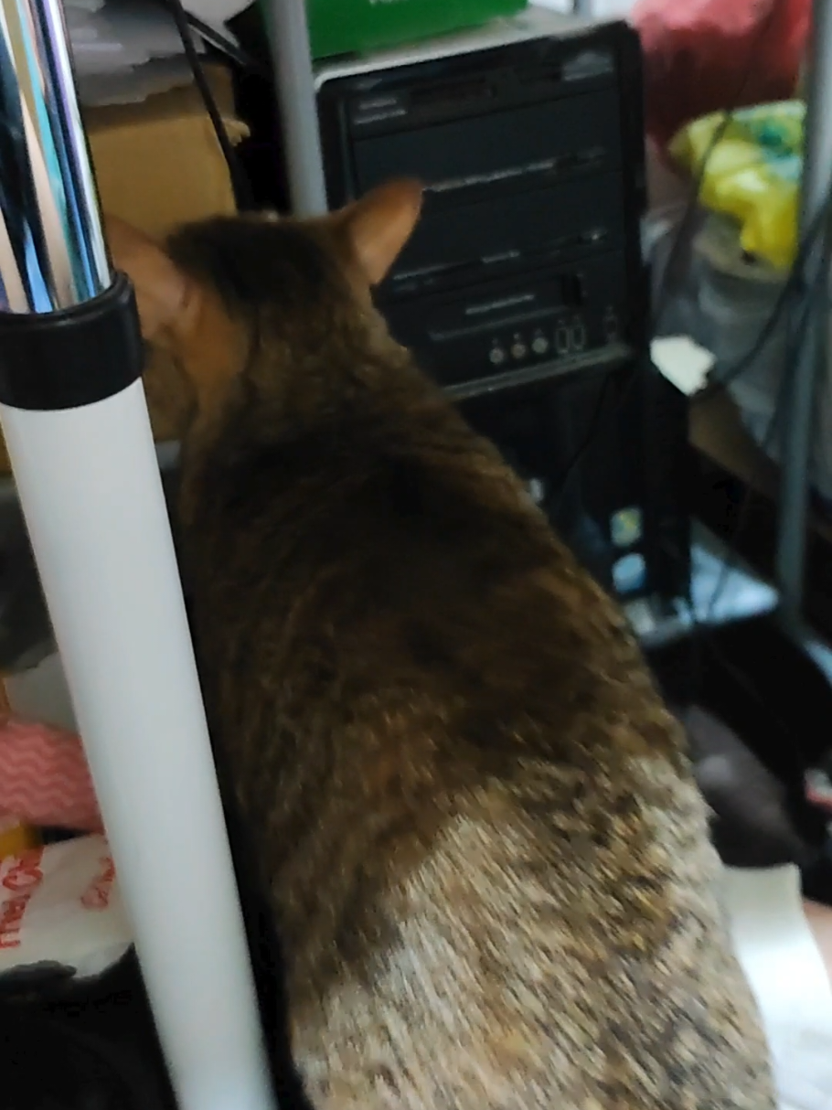 @三貓老爹