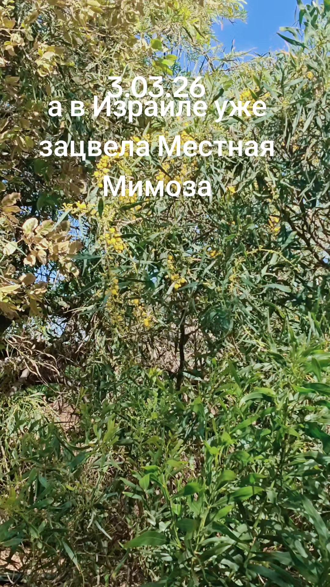 @Лена Одесса-РишонЛецион