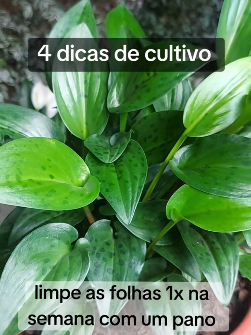 @quintalverde