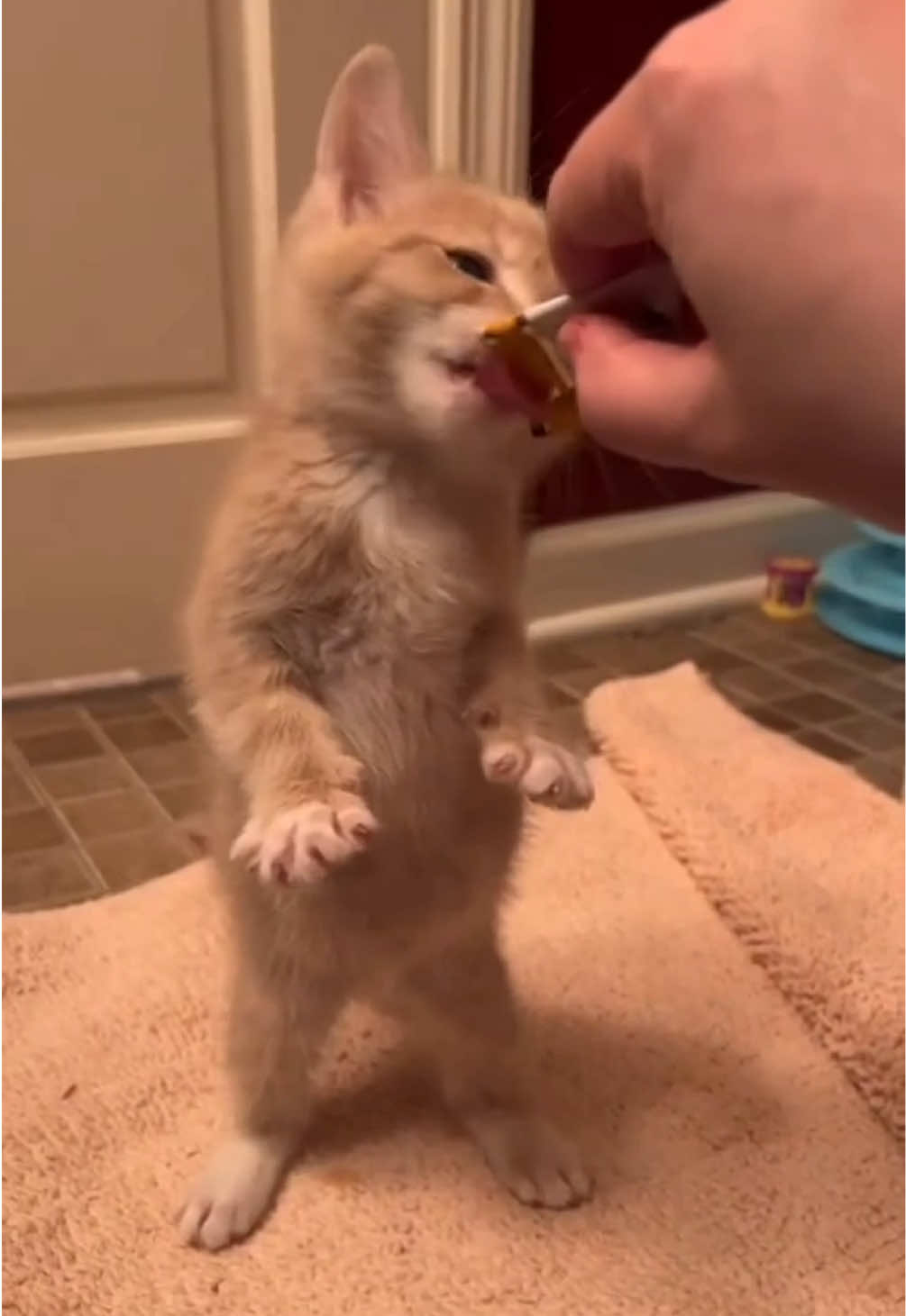 @kloutkittens
