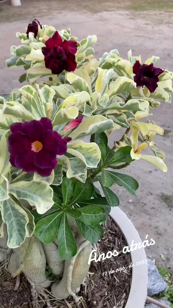 @Eugenio Amante de Rosas