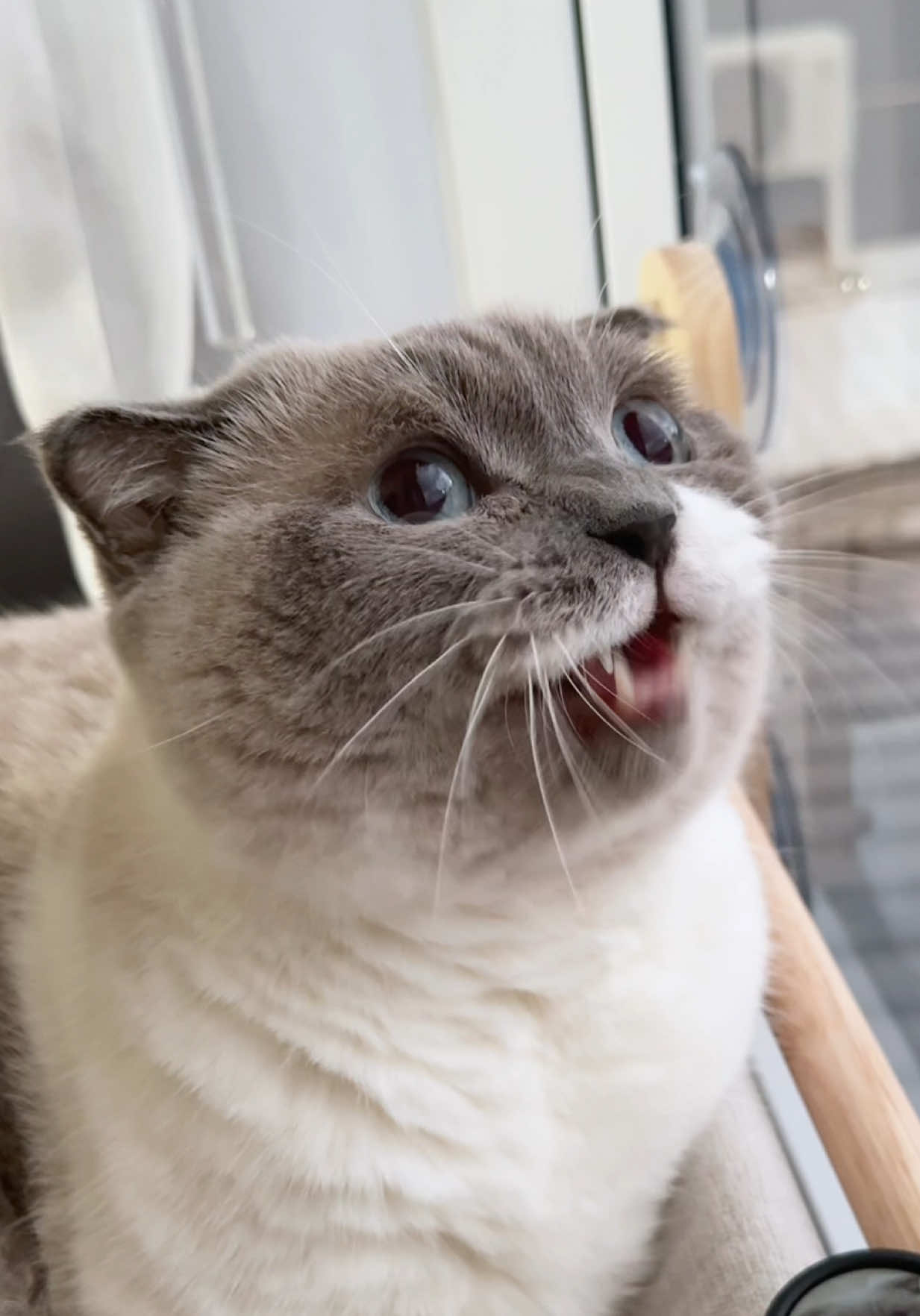 @ชิเอลแมวมึน 😺