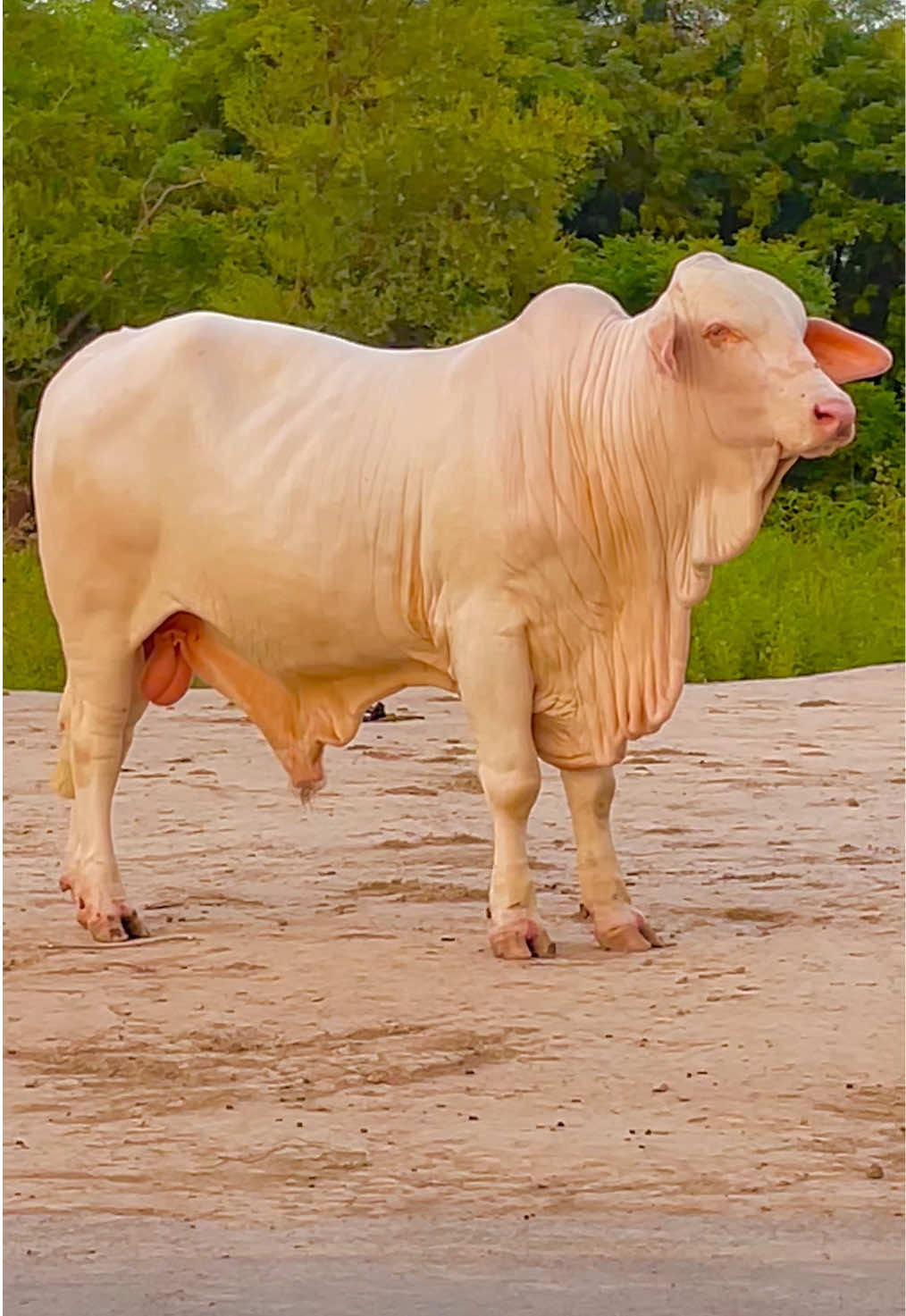 @Ustad Jee Cattle Farm