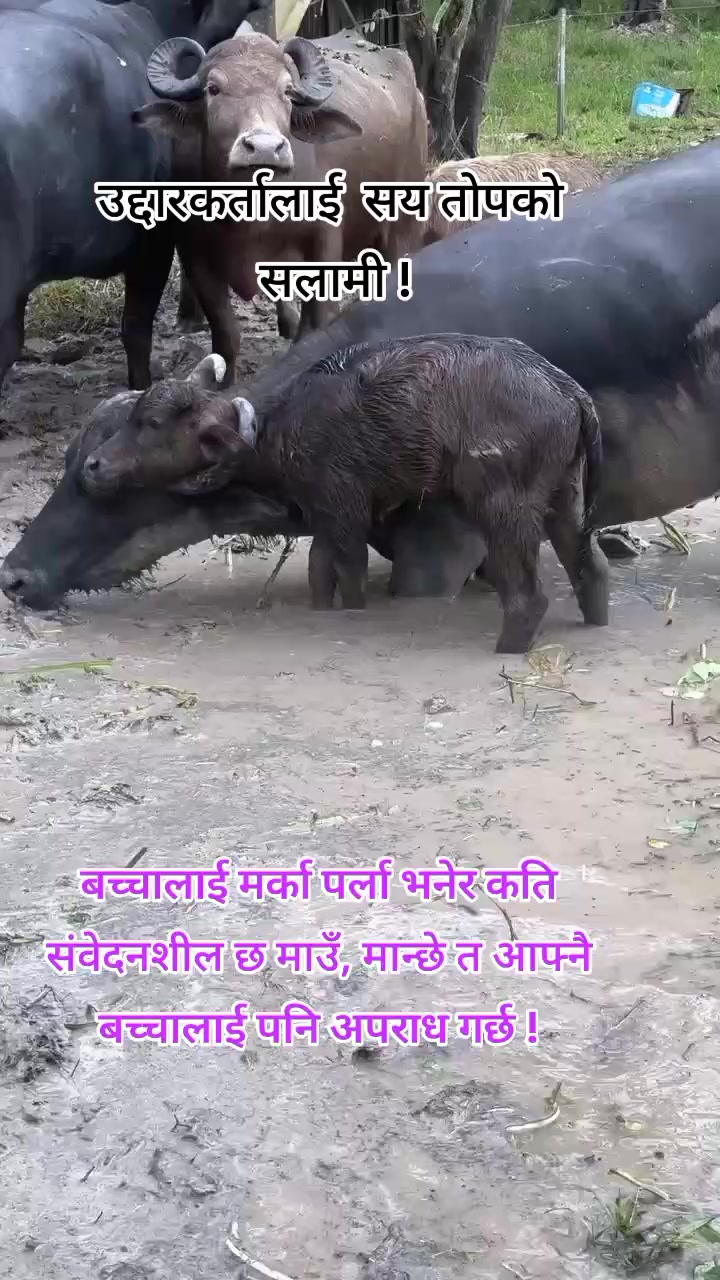 @ajarnews.com