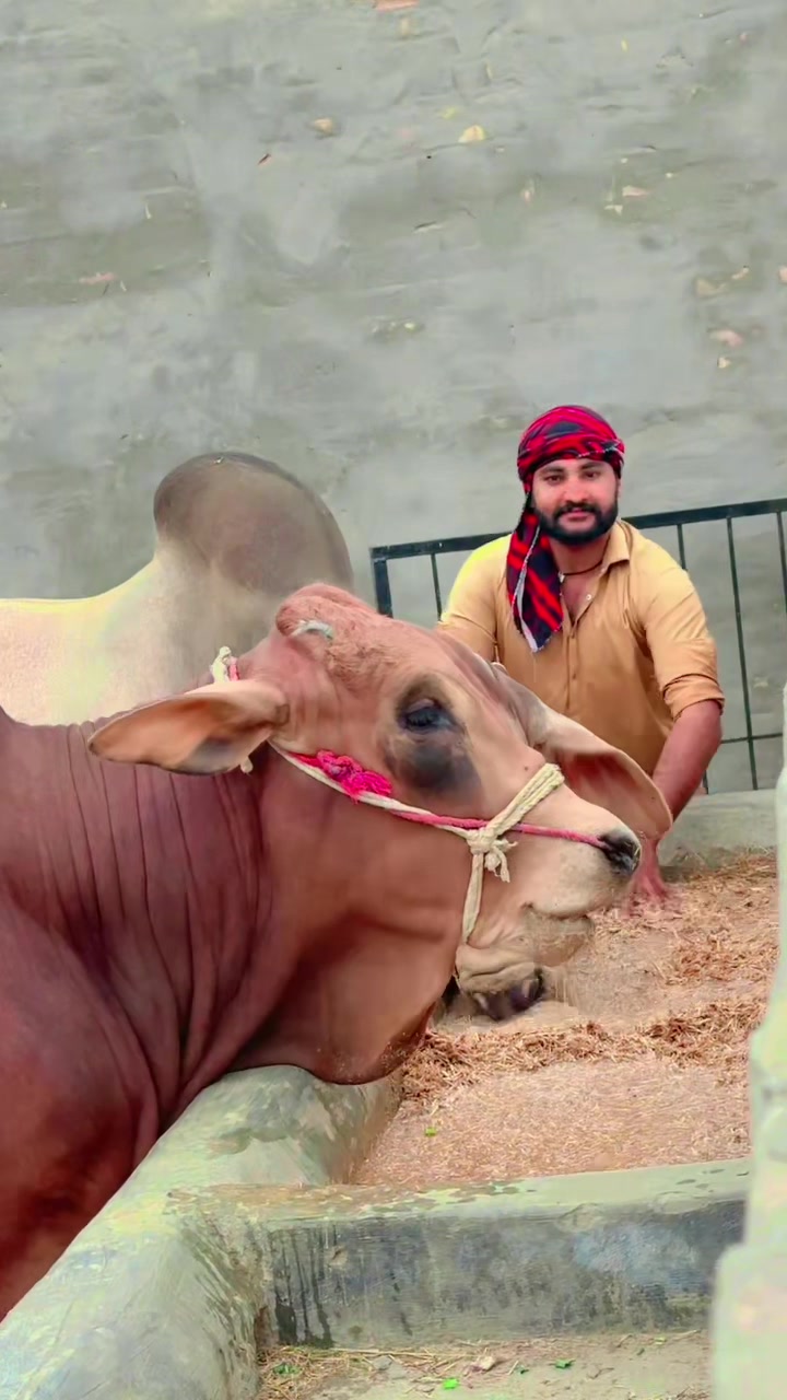@Raza cattle farm 786