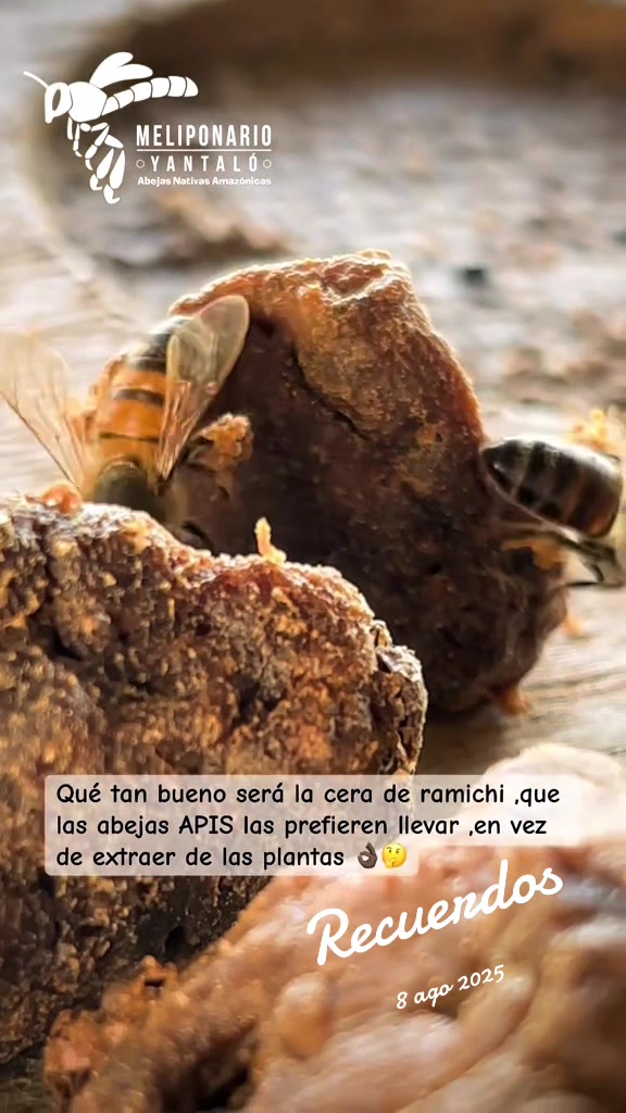 @MELIPONARIO YANTAL&Oacute;
