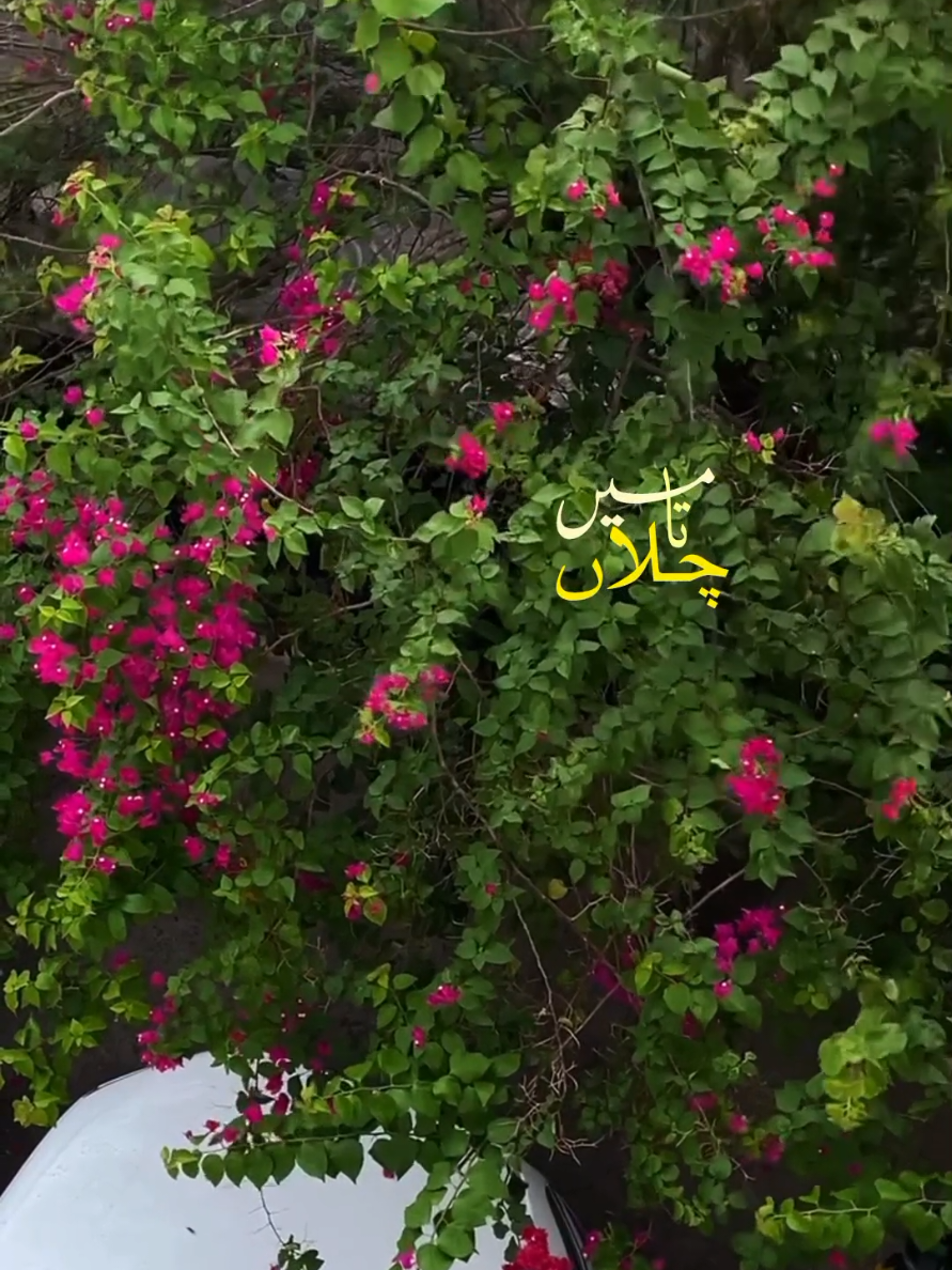 @Maryam Awan ♡