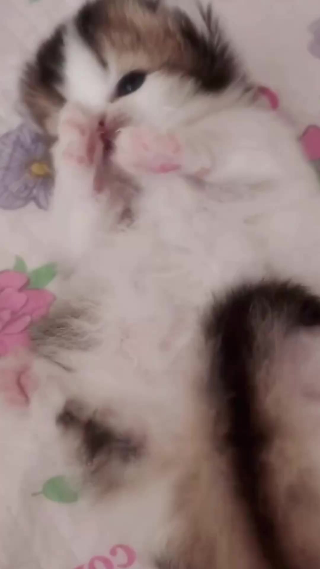@catbosssss
