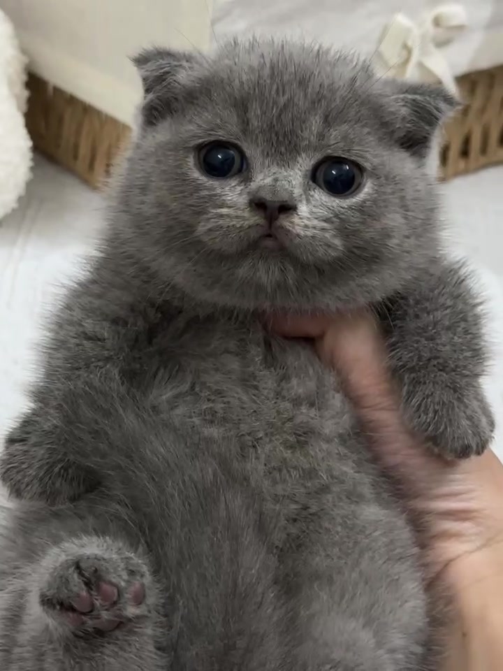 @fuyncats