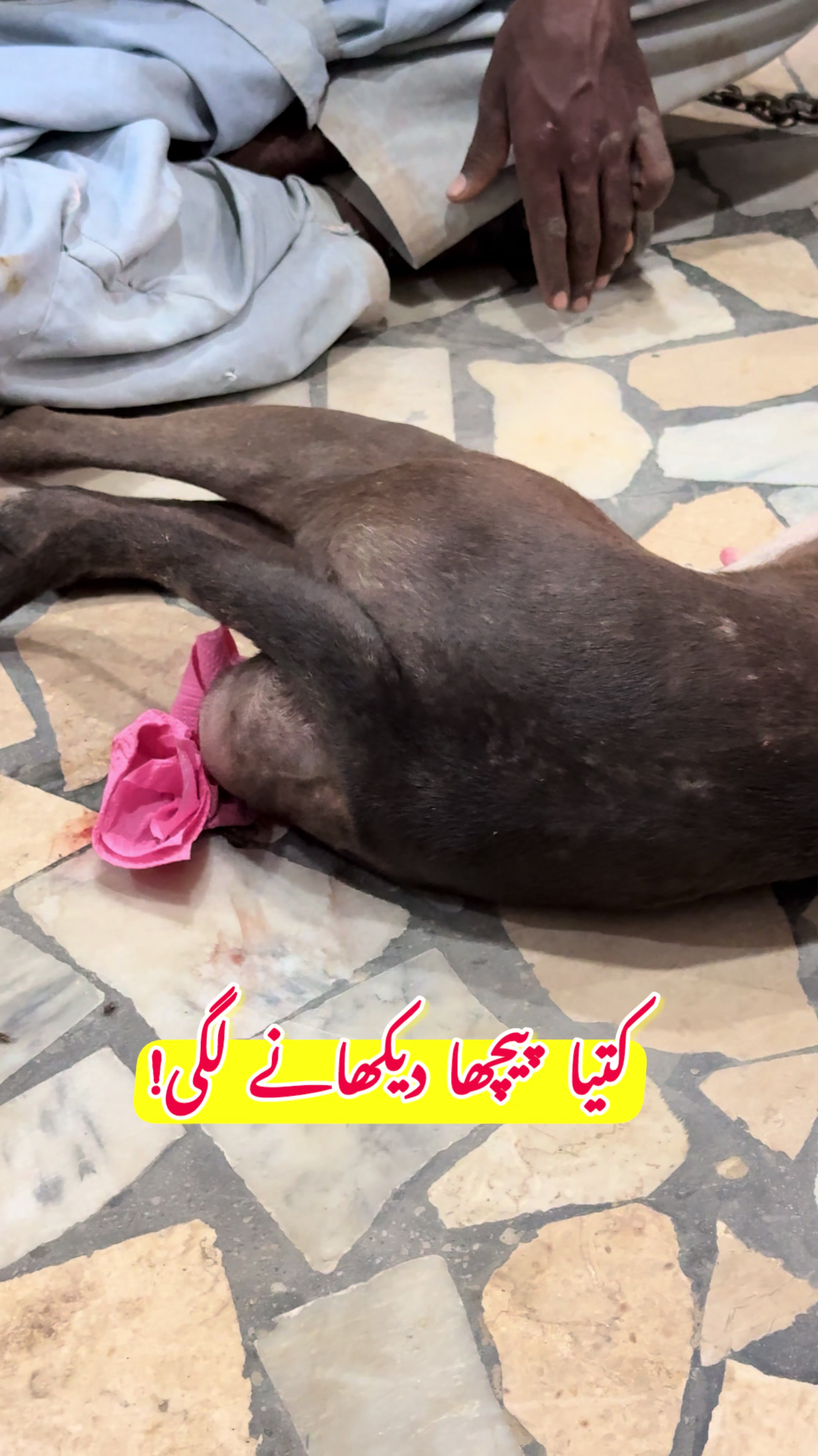 @Dr.Mohsin