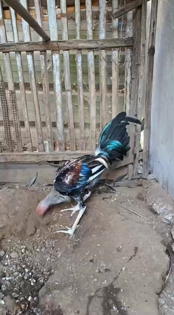 @jbt888 gamefowl