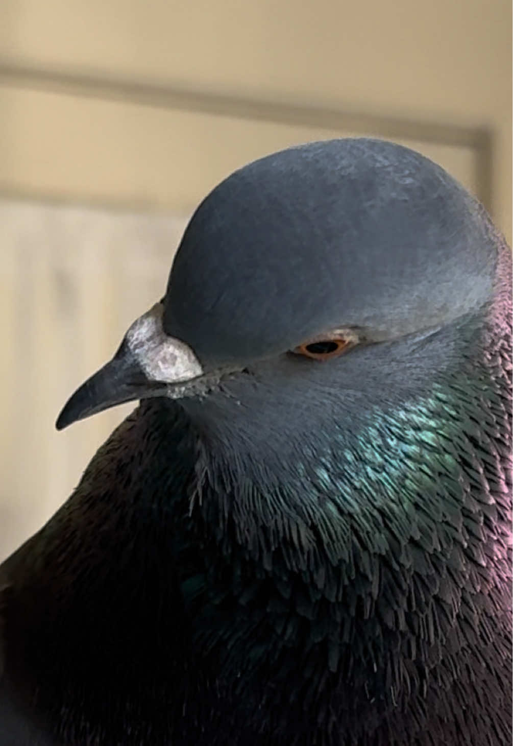 @Beebee The Pigeon