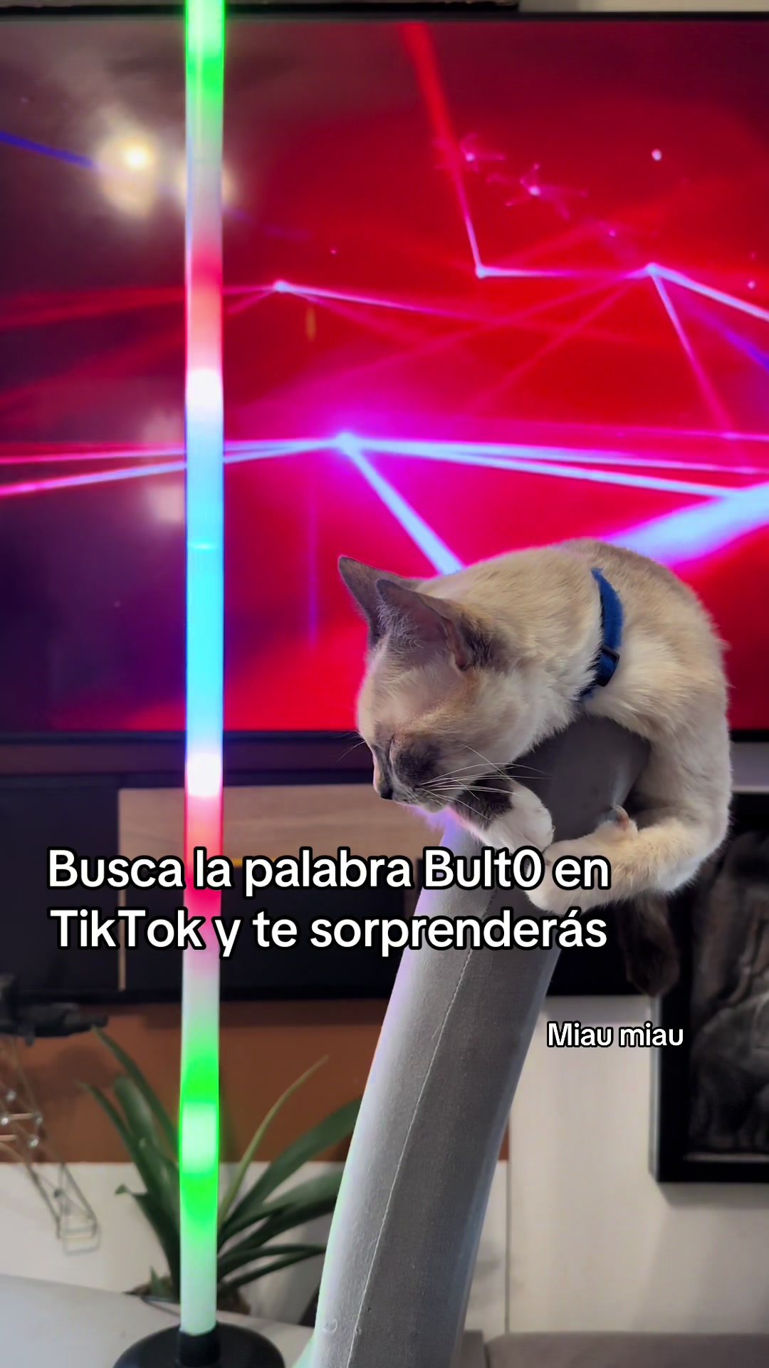 @Rodrigo and Watermelon the cat
