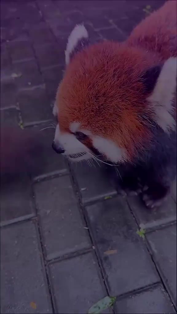 @꧁༺༒༻ɢı&aring;ɞảọ༺༒༻꧂ᴾᴿᴼシ
