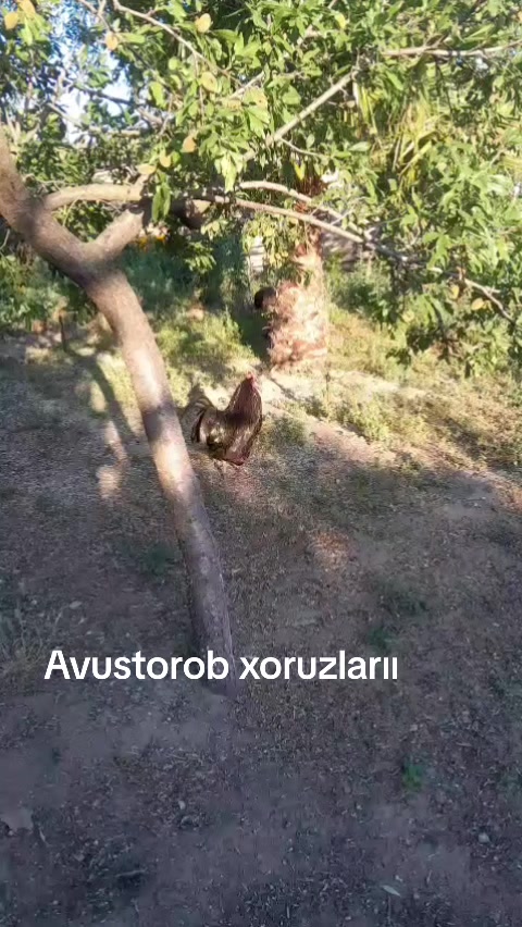@MAŞTAĞA_QUŞCULUĞ