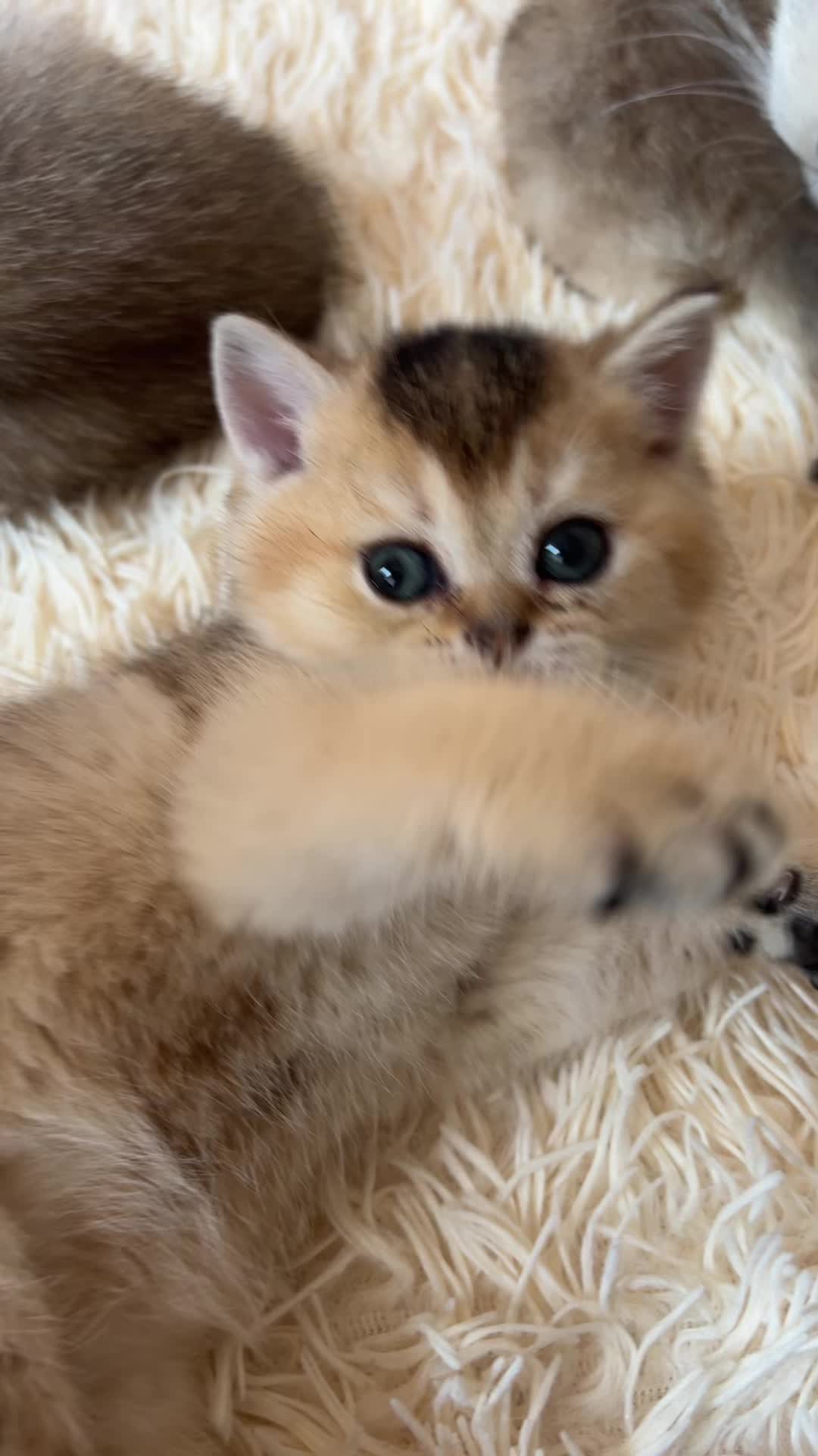 @🐈