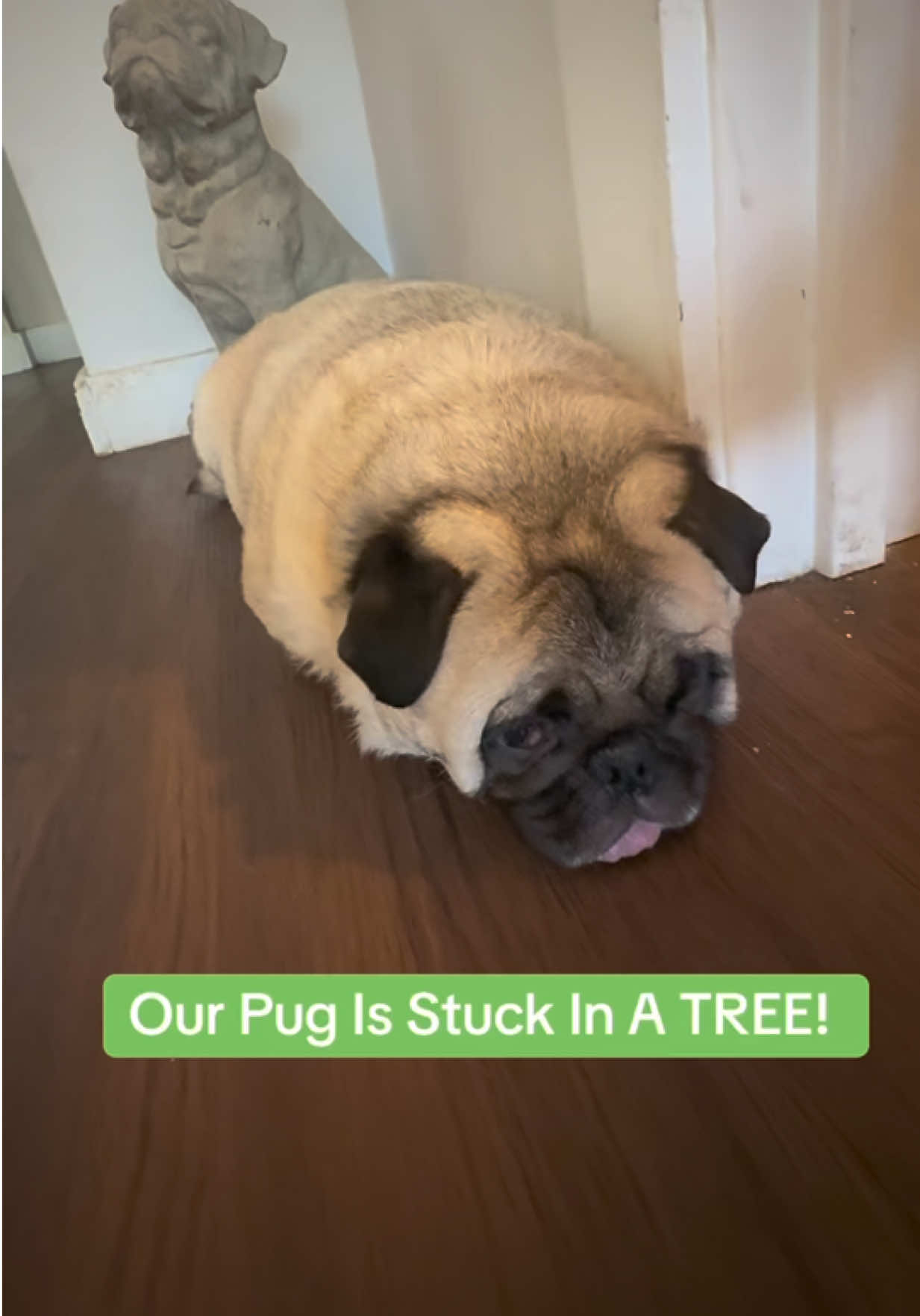 @PEARL - Quadruple-Amputee Pug