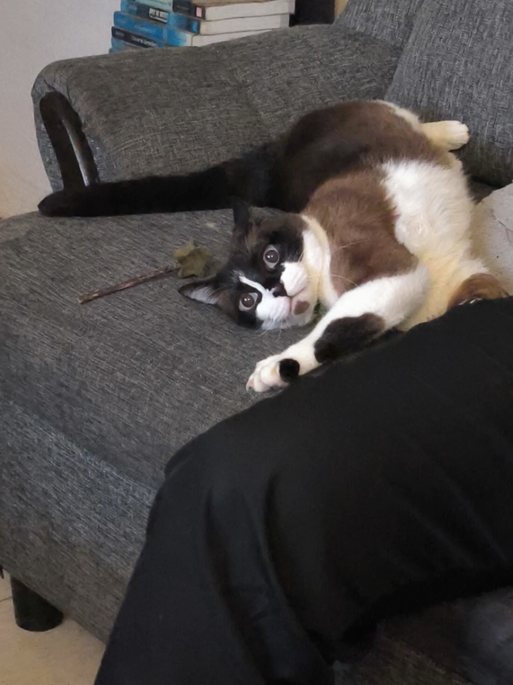 @CutiesCat House