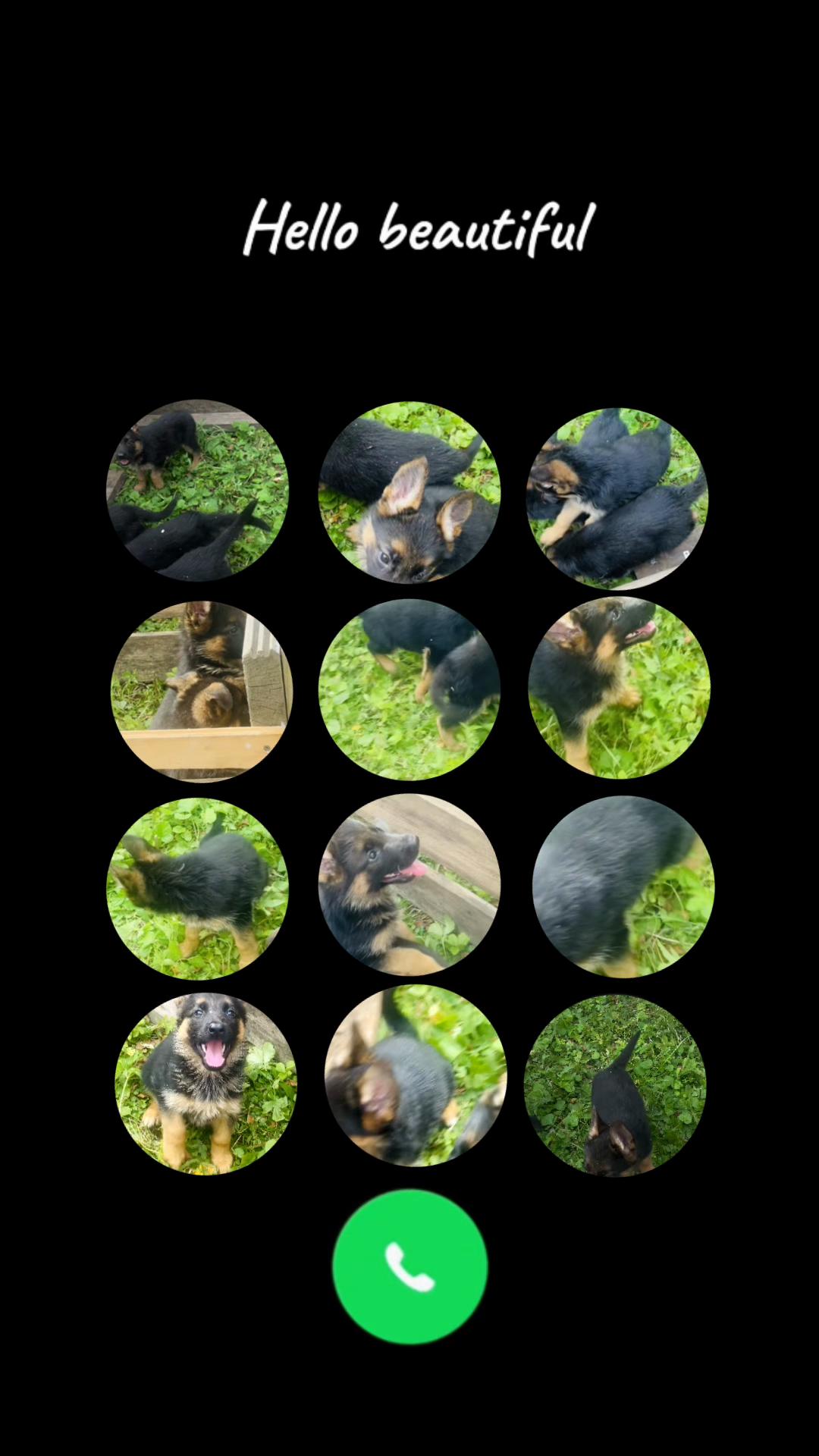 @Щеночки немецкой овчарки)))🐶
