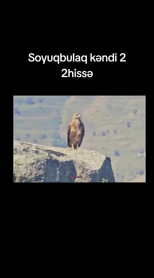 @꧁༺AMİL 041༻꧂🖤🦅𝟎𝟒𝟏