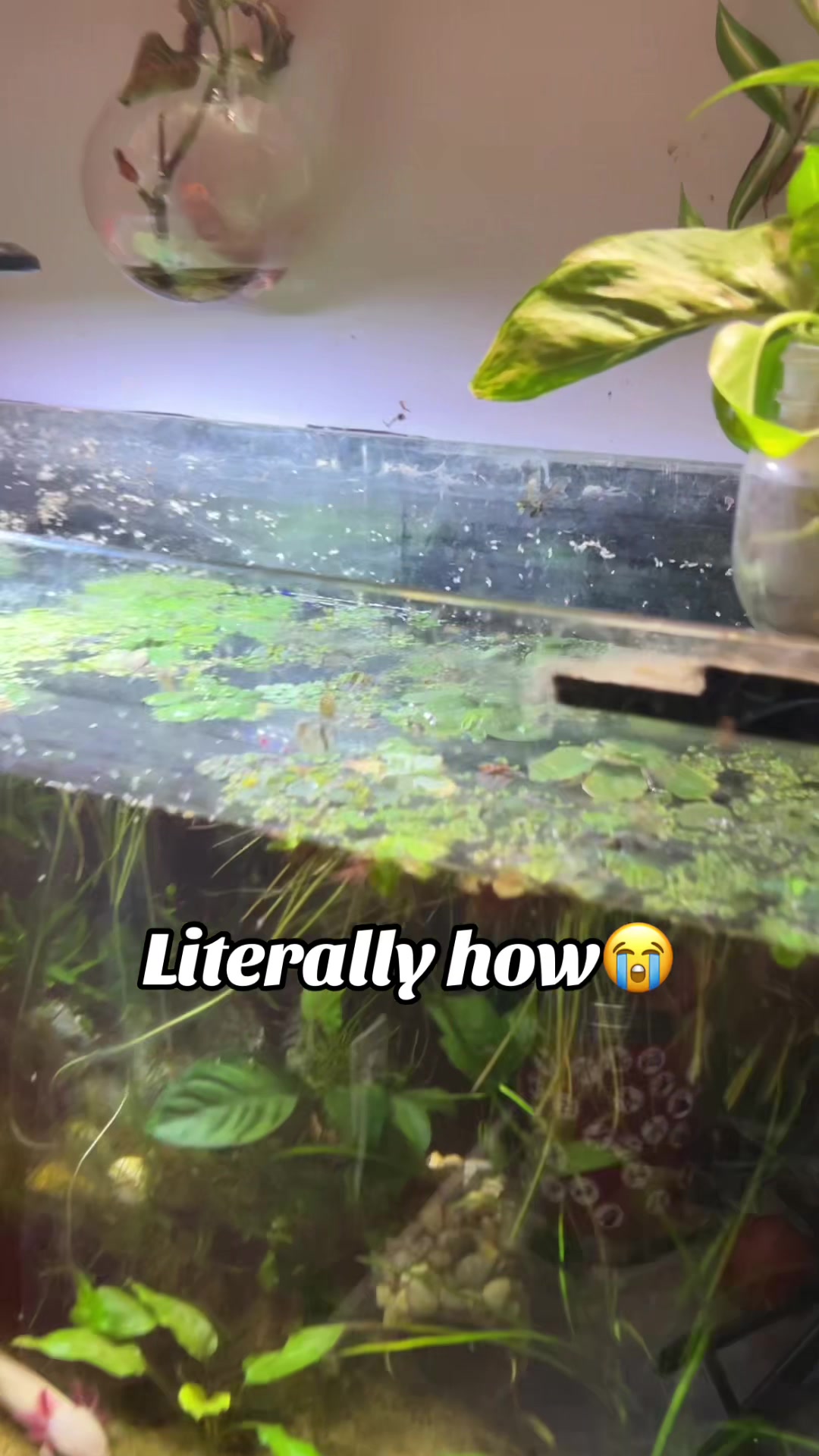 @jessunderwater