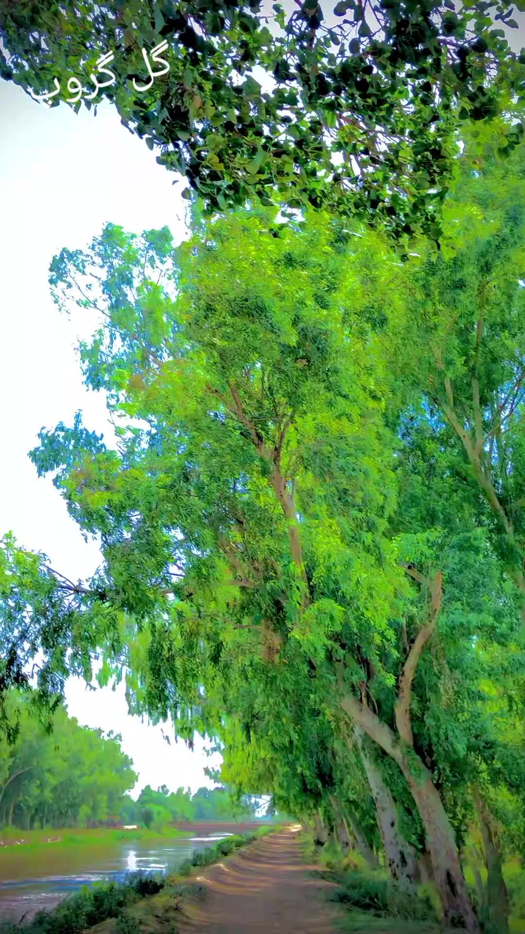 @حسنین جٹ