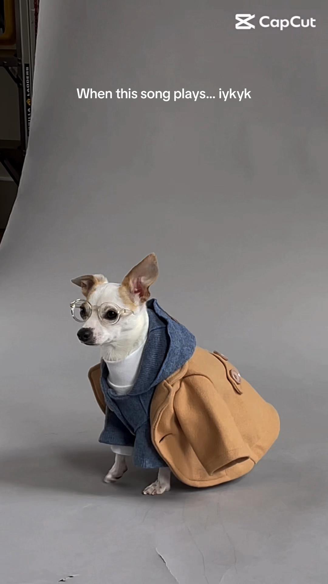 @Bao the Chihuahua