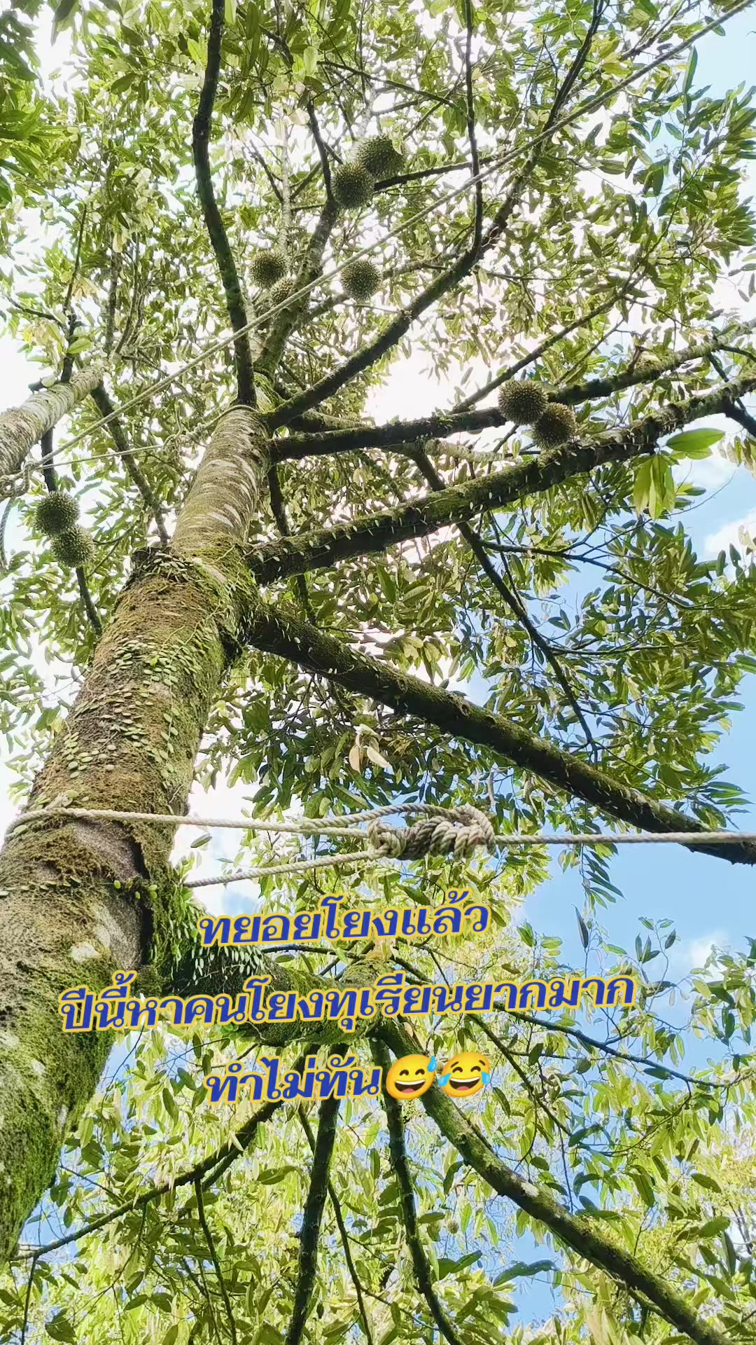 @สุจิตตรา ไชยสงค์