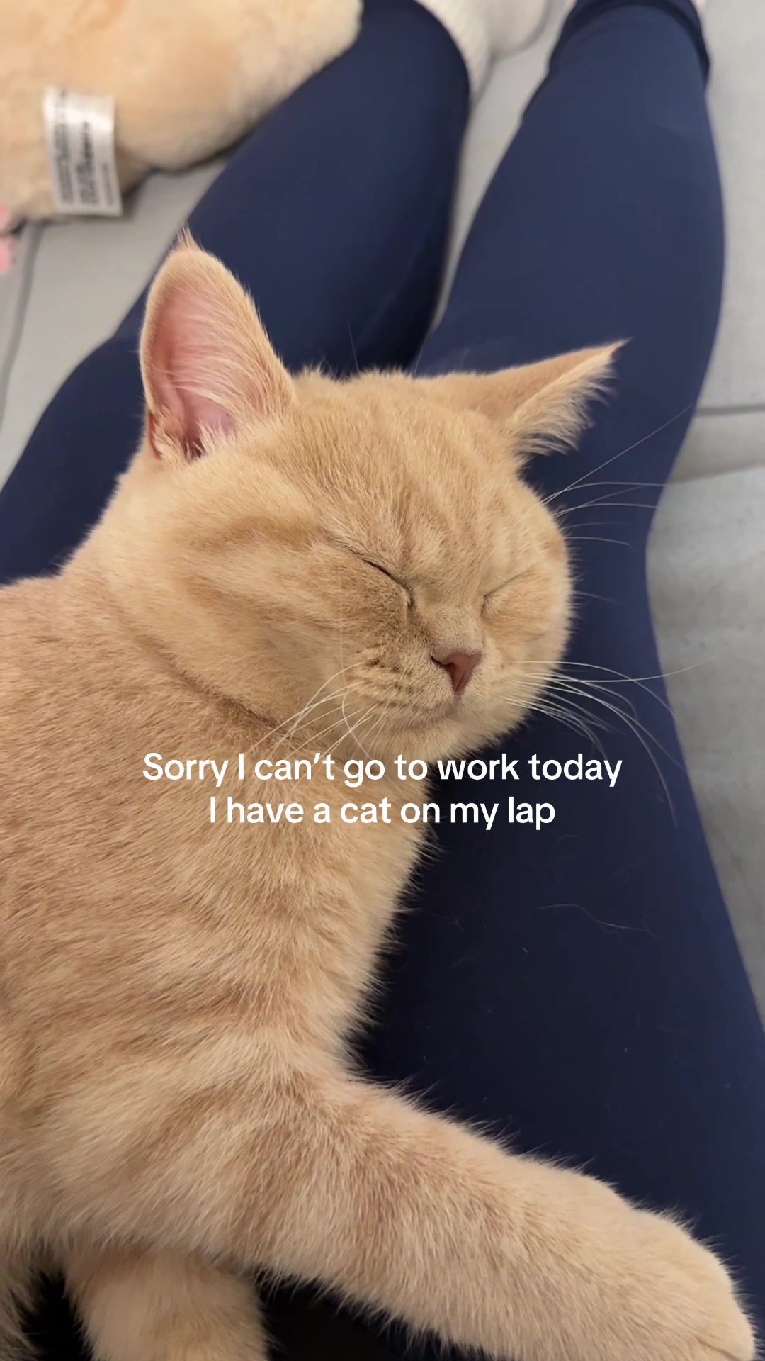 @Chuchu The British Shorthair