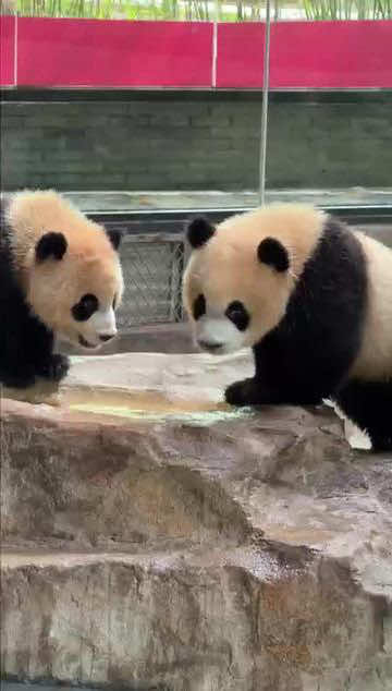 @熊猫妹珠🐼