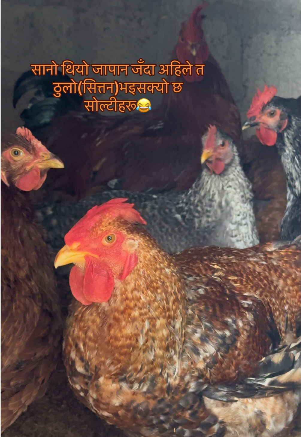 @madeinnepal80