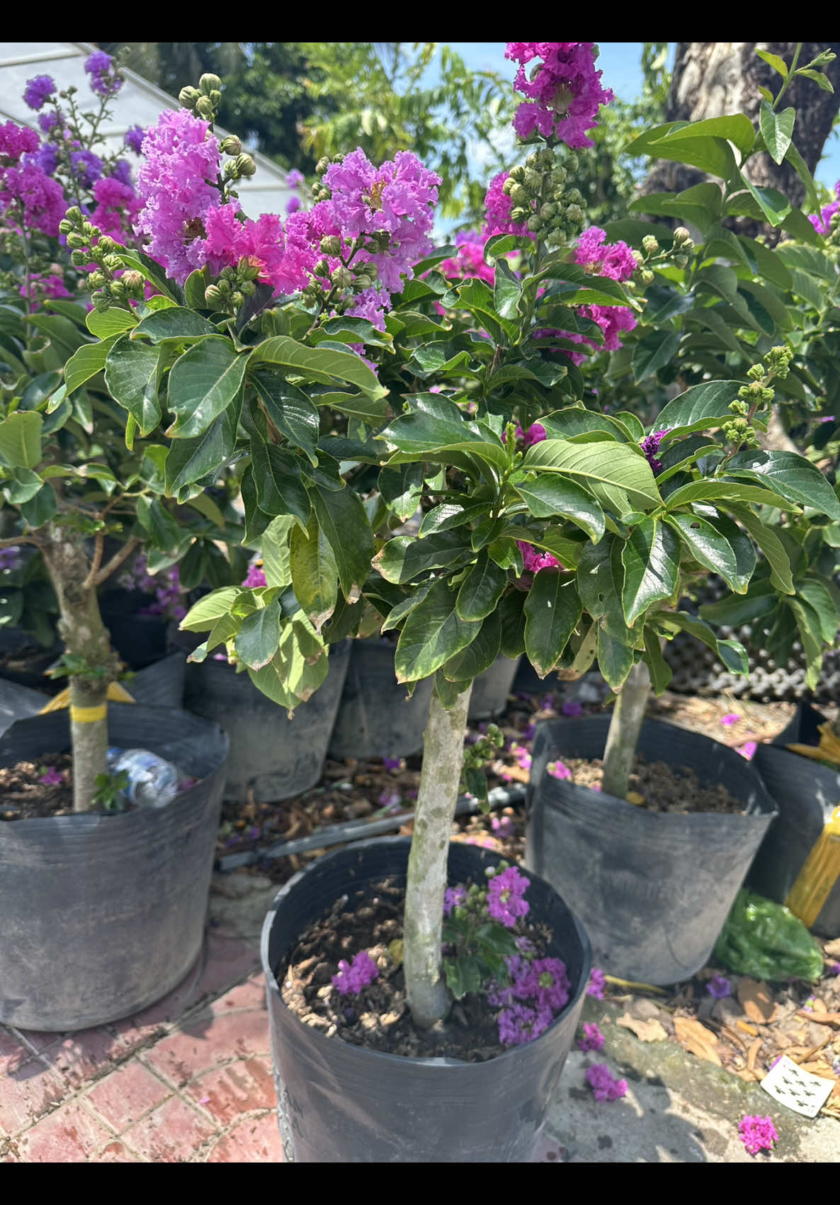 @Tiệm L&aacute; Nhỏ
