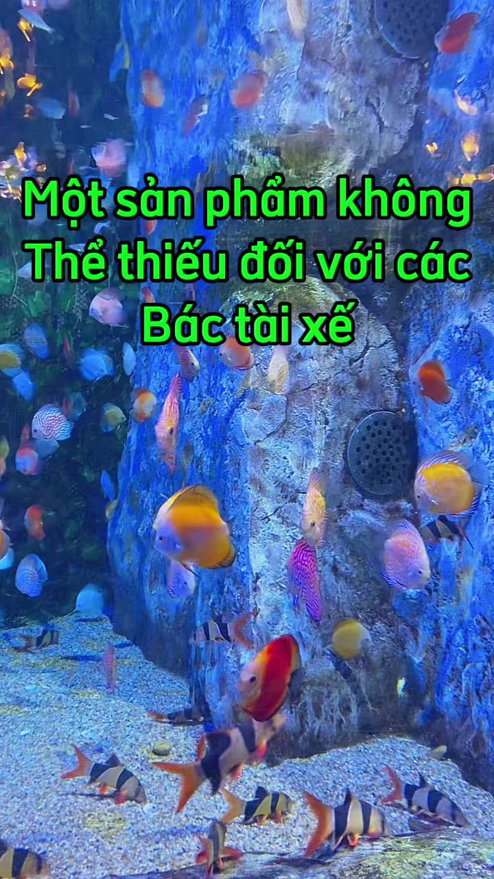 @Phụ kiện &ocirc; t&ocirc; Ho&agrave;ng B&aacute;ch