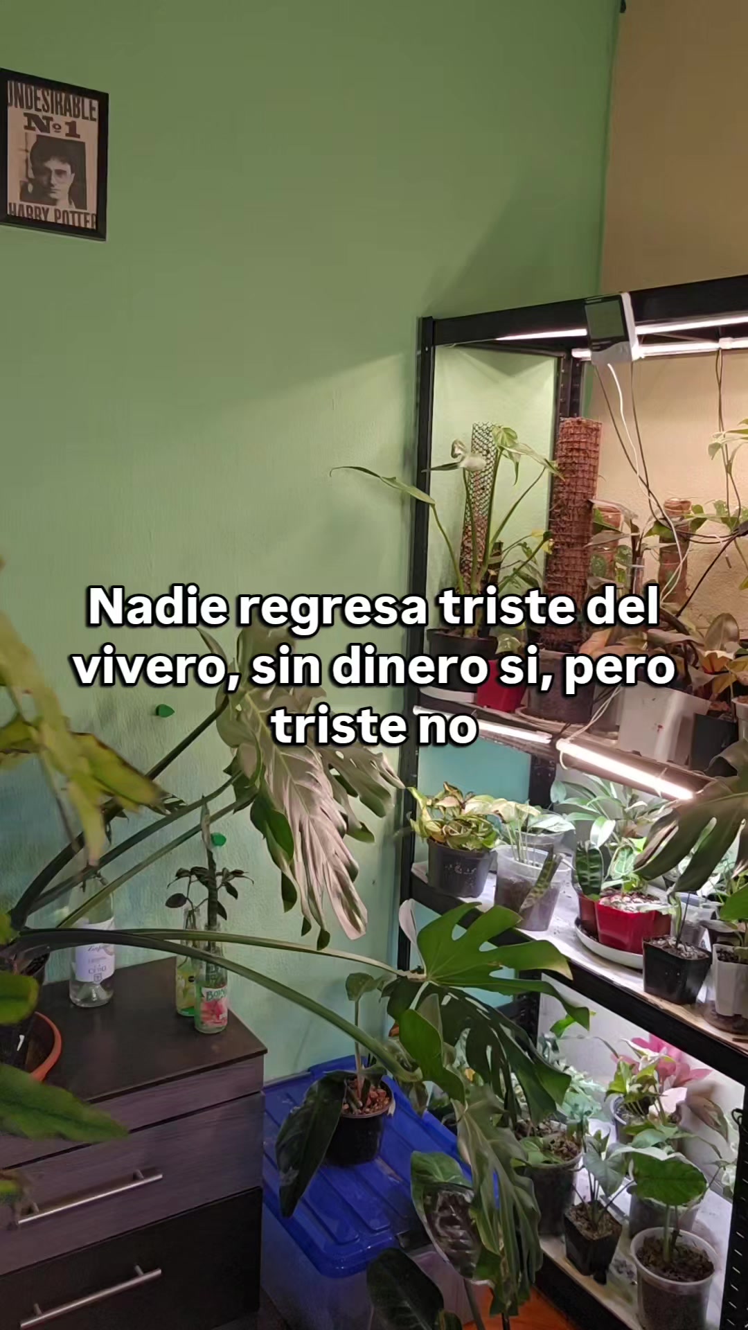 @🌱Plantonio🌱
