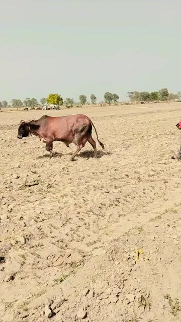 @اعجاز جلوکا مروٹ 334 H,R
