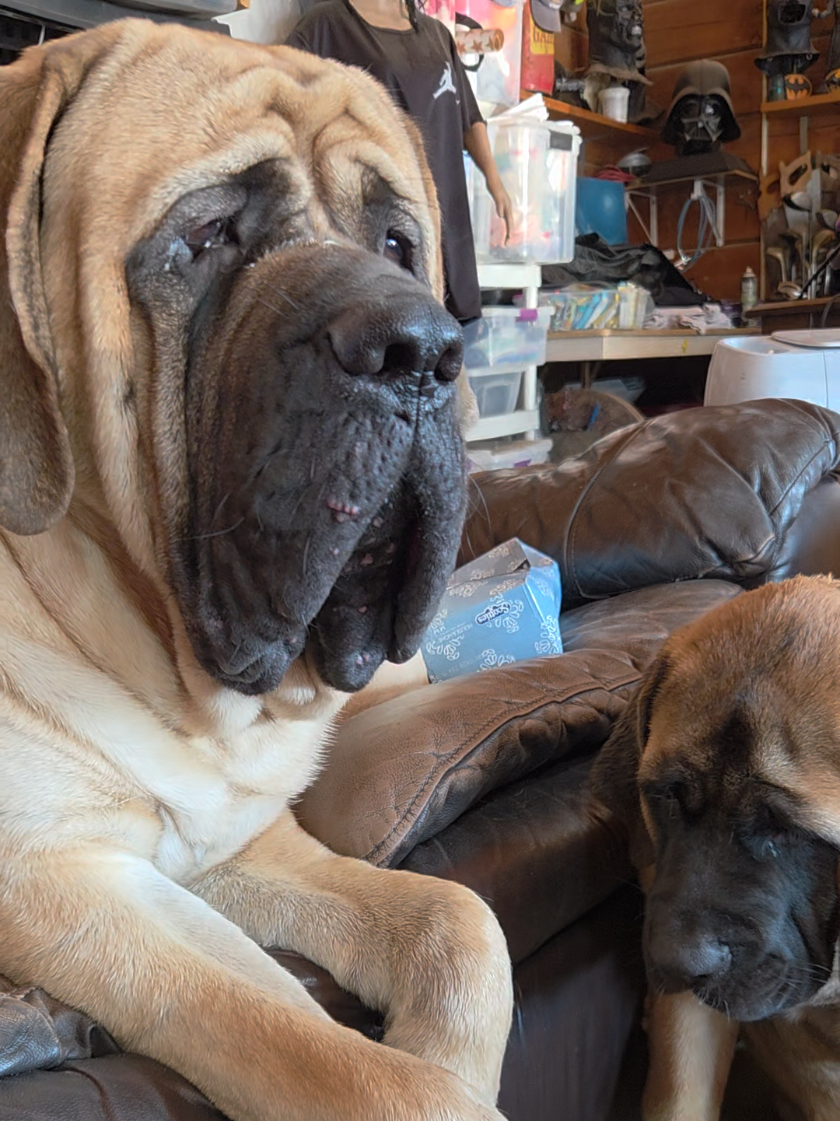 @Maple Mastiffs