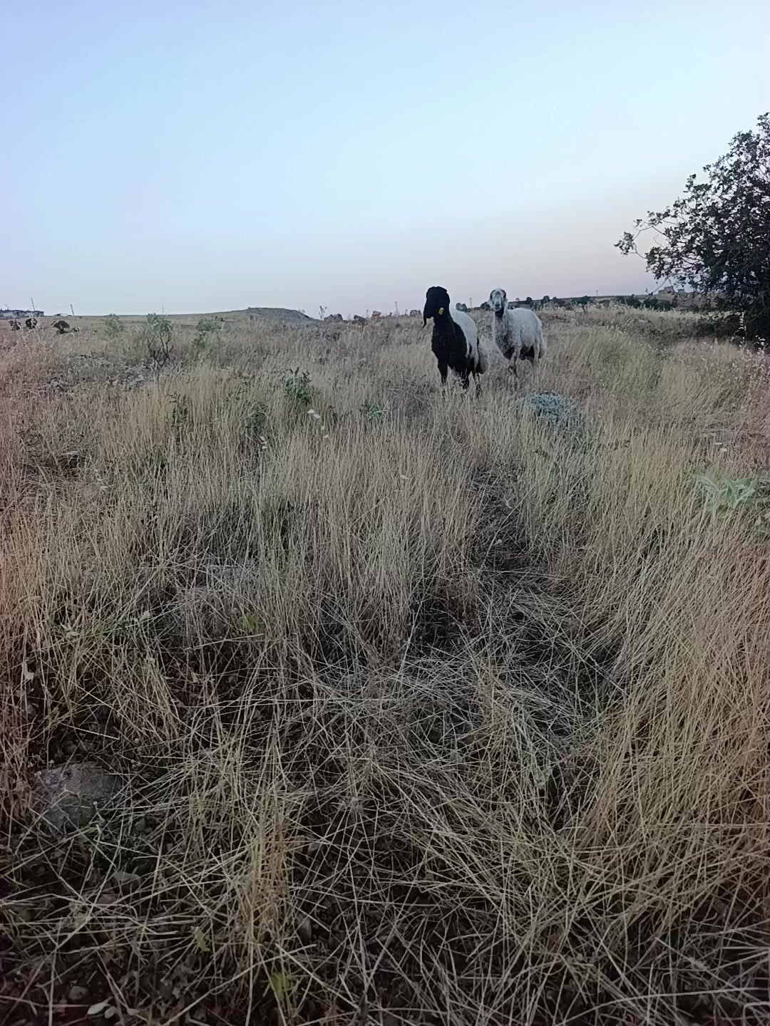 @⚔️ENES &Ccedil;ETİN⚔️