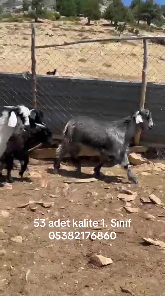@Mehmet &Uuml;NAL